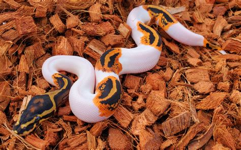 Image result for Yellow Python Classroom