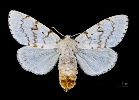 Gypsy Moth in Canada に対する画像結果