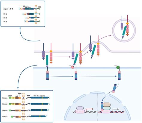 Image result for Notch Signal Simple