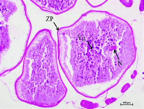 Image result for Fish Oocyte