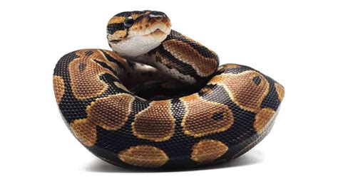 Image result for Ball Python Weis Cute