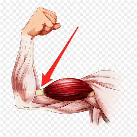 Image result for Flexing Arm Muscle