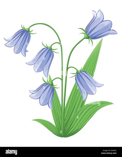 Toradh íomhá ar Bell Flower Drawing