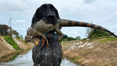 Toradh íomhá ar Python Cowboy Iguana Hunt