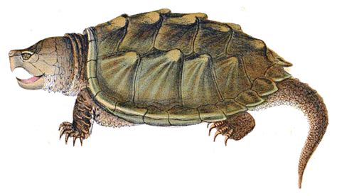 Toradh íomhá ar Drawing of Alligator Snapping Turtle Shell