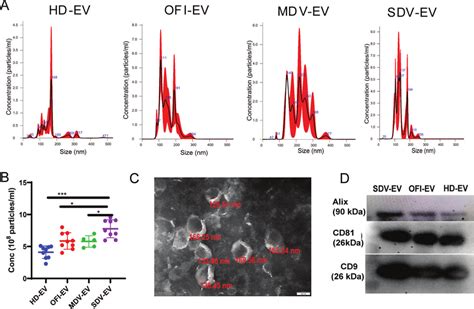 EVS Sudy に対する画像結果