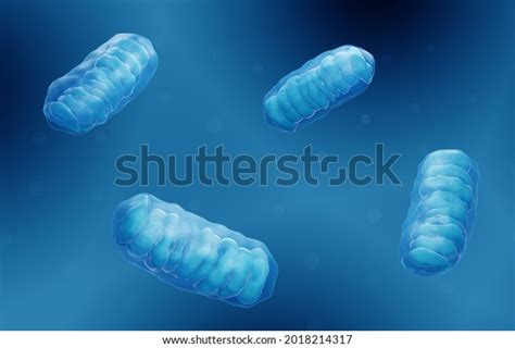 Image result for ATP Production in the Mitochondria