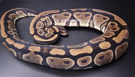 Afbeeldingsresultaten voor Het Ghost Ball Python