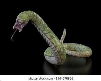 Image result for Python Mouth Open Logo