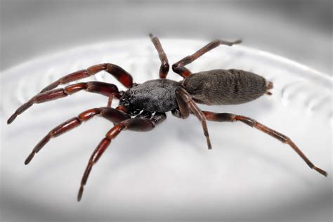 Image result for Australian Spiders