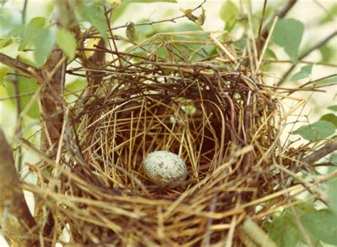 How to Build a Cardinal Nest に対する画像結果