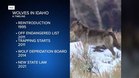 Toradh íomhá ar Wolves in Idaho