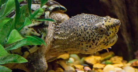 Loggerhead Musk Turtle に対する画像結果