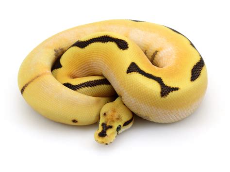 تصویر کا نتیجہ برائے Spider Ball Python