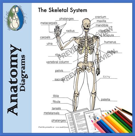Image result for Binocs Skeletal System Grade 5