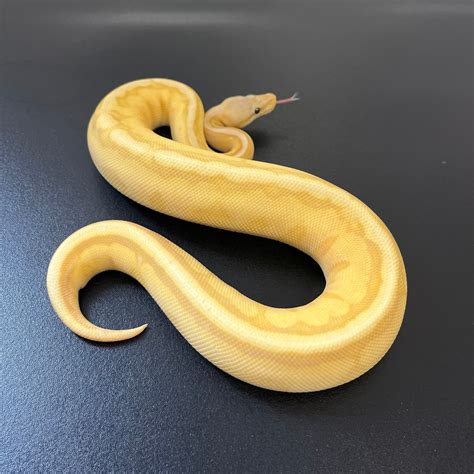 Image result for Yellow Pastel Ball Python