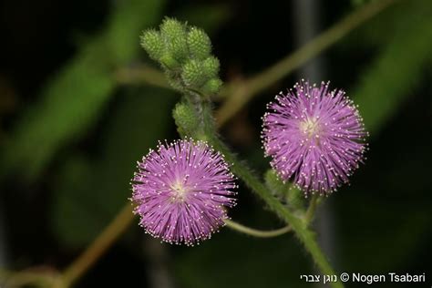 Toradh íomhá ar Mimosa Pudica Humble Plant