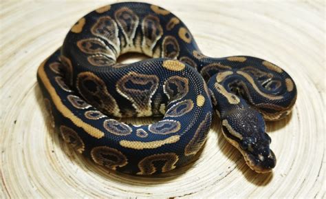 Image result for All-Black Ball Python