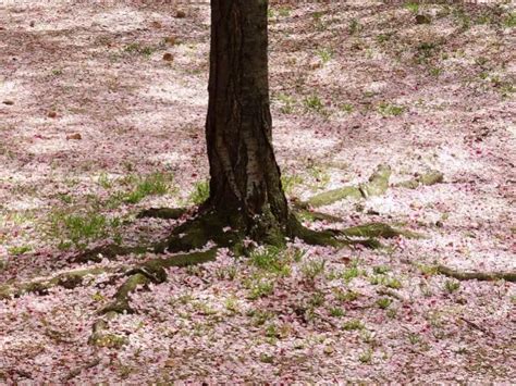 Image result for Cherry Tree Root System