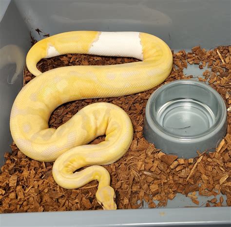Image result for Emoji Dreamsicle Ball Python