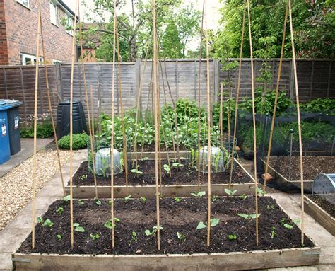 Image result for Growing Runner Beans in Containers