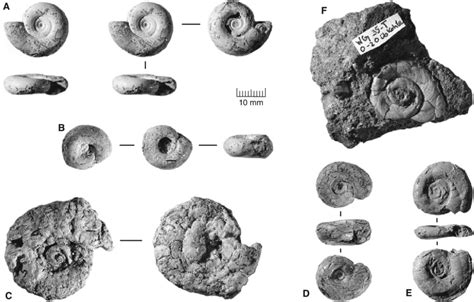 Planorbidae に対する画像結果