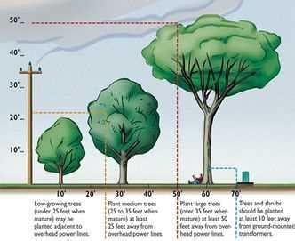 Toradh íomhá ar Spruce Tree Root System