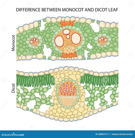 Image result for Leaf Venation Monocot vs Dicot