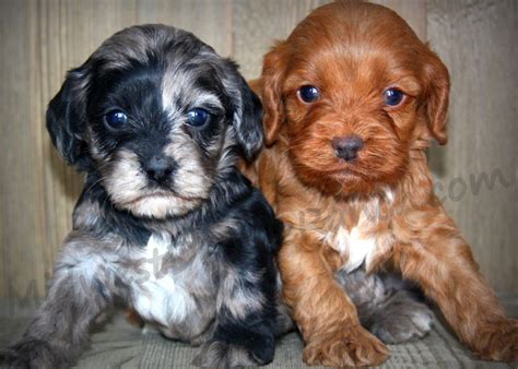 Image result for Cockapoo Breeders
