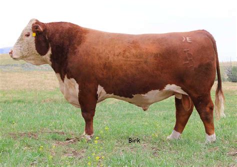 Image result for Cow Hereford Cattle