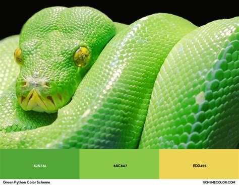 Green Tree Python Color Chart に対する画像結果
