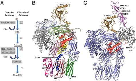 Image result for Elevated Complement C4