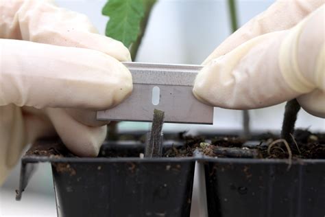 Grafting に対する画像結果