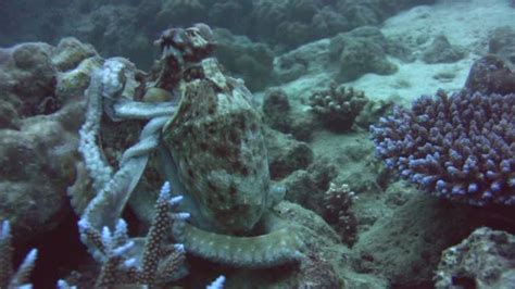 Image result for Octopus Changing Colour