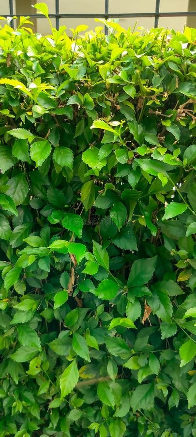 Toradh íomhá ar Tea Species