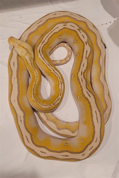 Image result for Normal Retic Python's