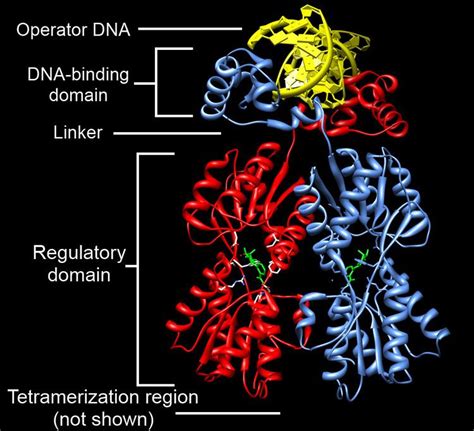 Toradh íomhá ar DNA-binding Domain Structure