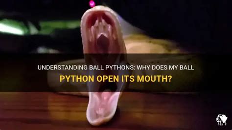 Toradh íomhá ar Python Mouth Open Graphics