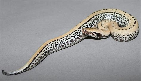 Image result for Pixel Blood Python