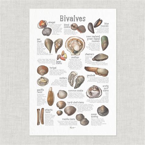 Afbeeldingsresultaten voor How to Eat Bivalves