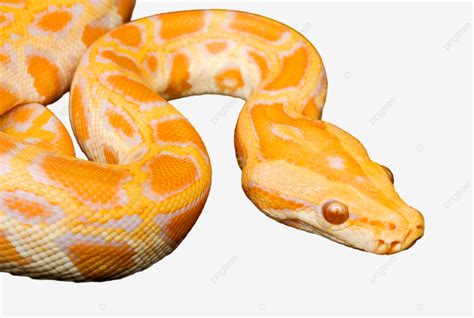 Image result for Orange Python Banner