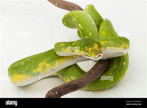 Biak Green Tree Python に対する画像結果