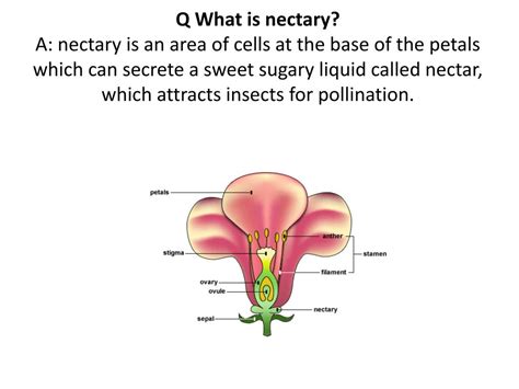 PPT - Parts of flower PowerPoint Presentation, free download - ID:2853115
