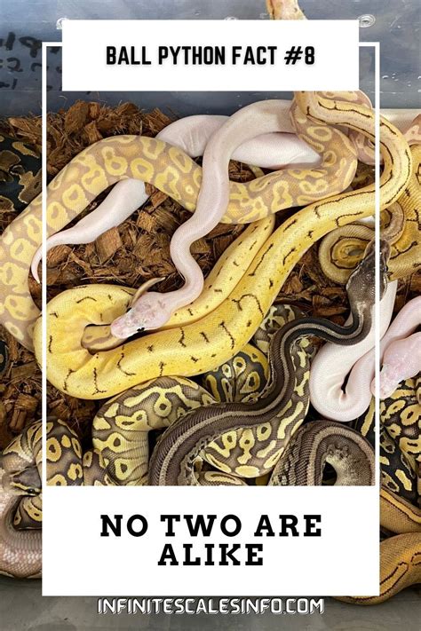 Image result for Snake Facts Ball Python