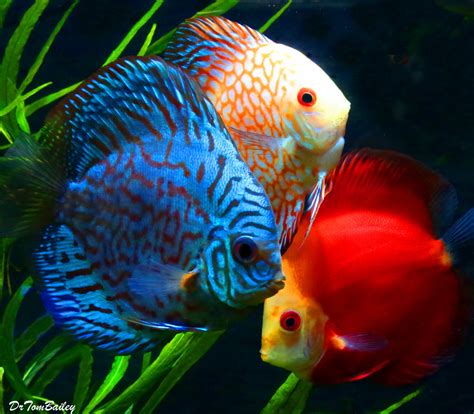 Freshwater Discus Fish に対する画像結果