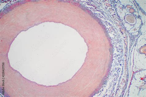 Toradh íomhá ar Frog Artery Under Microscope