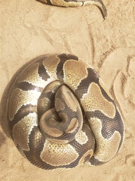 Image result for Benin Ball Python