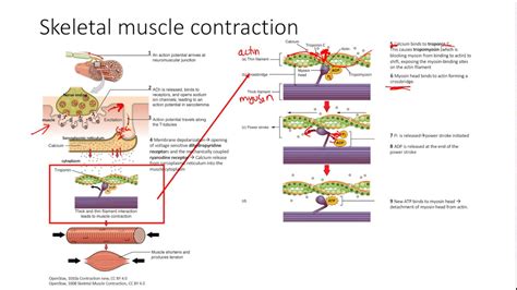 Toradh íomhá ar Muscle Contraction Concept Map