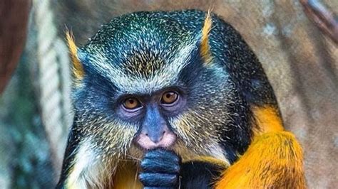 Monkey Fakemon に対する画像結果