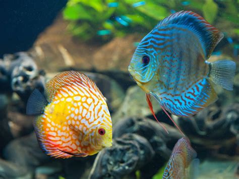 Discus Fish Store に対する画像結果